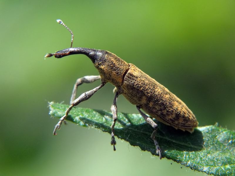 Lixus fasciculatus Boheman, 1835